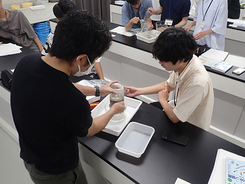 海岸の砂の中のベントス性微細藻類の観察