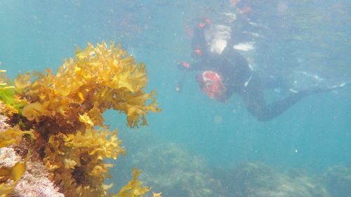 海藻の採集