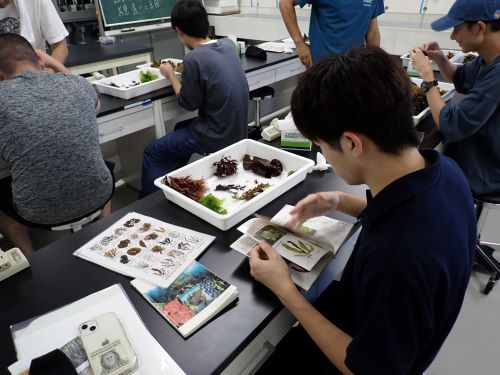 海藻の同定