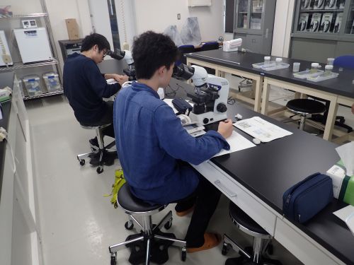 微細藻の観察