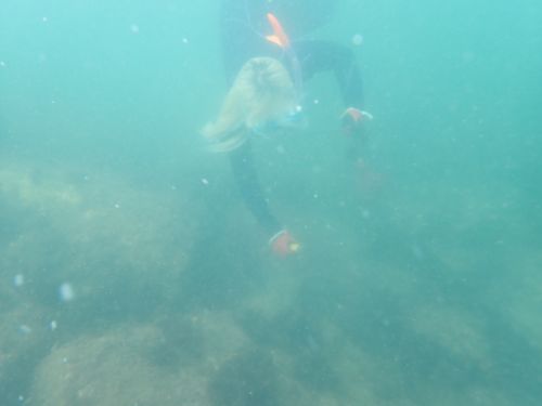 海藻採集