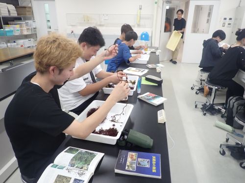 海藻のソーティング
