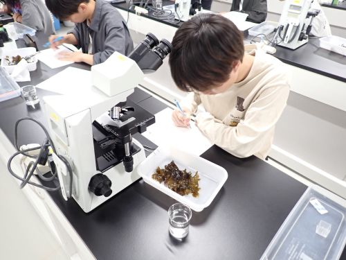 褐藻ウミウチワの観察