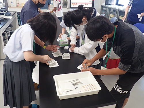 薄層クロマトグラフィーによる海藻の光合成色素の分析