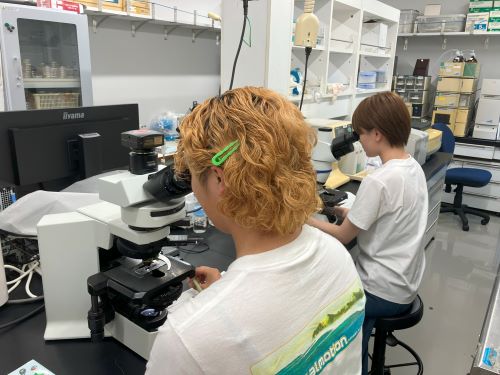 プランクトン観察