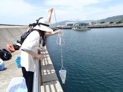 プランクトン採集
