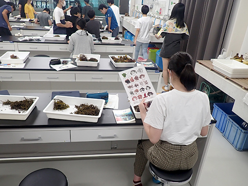 採集した海藻の同定作業