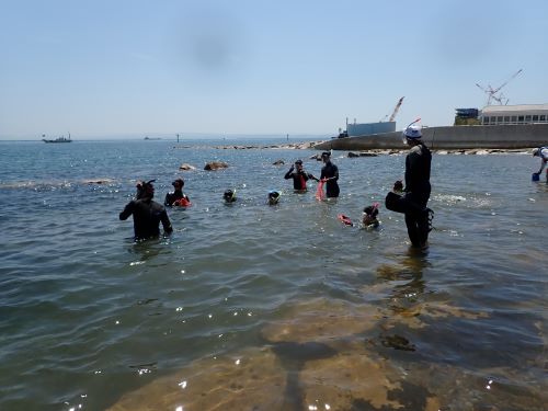 スノーケルによる海藻の採集