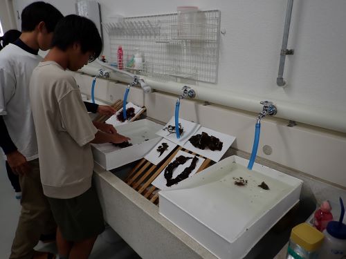 押し葉標本の作製