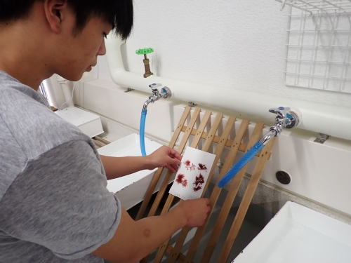 海藻の押し葉標本の作製(その１)