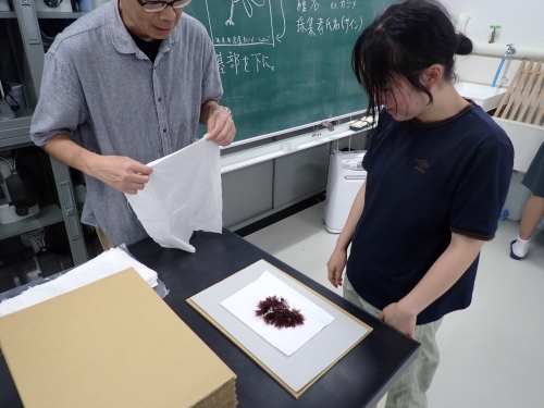 海藻の押し葉標本の作製（その２）