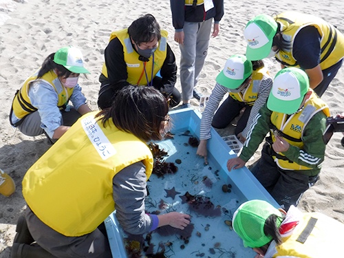 採集した生き物の観察（淡路島田ノ代海岸；11月1日）