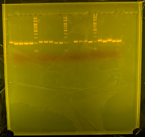 PCR法の結果