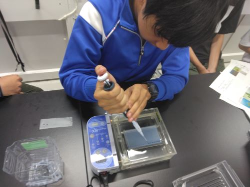 PCR産物の電気泳動