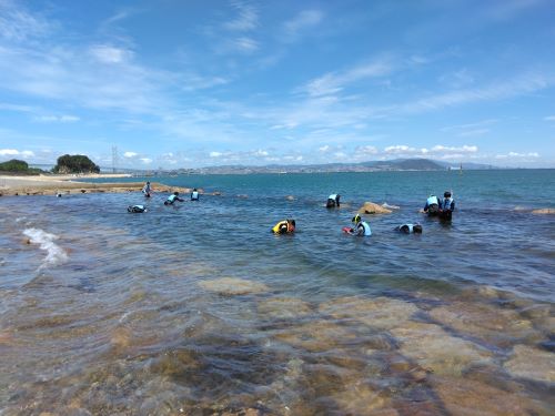 海藻の採集