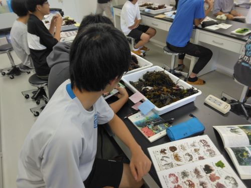 海藻の同定