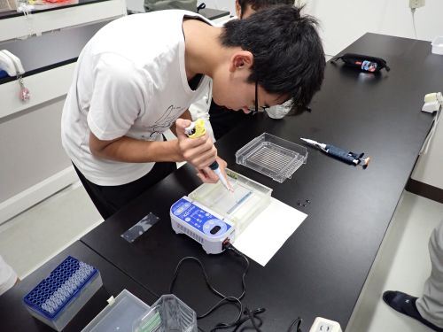 PCR産物の電気泳動