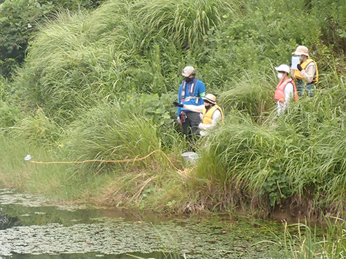 ため池の水草採集（8月20日；淡路島大谷池）