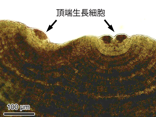 アミジグサ Dictyota dichotoma