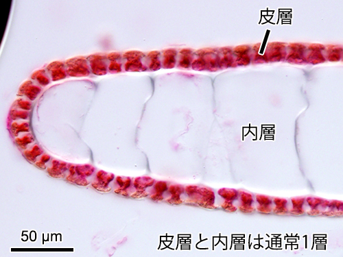 アミジグサ Dictyota dichotoma