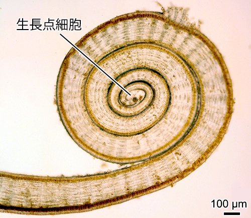 ウミウチワ Padina arborescens