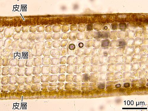 ウミウチワ Padina arborescens