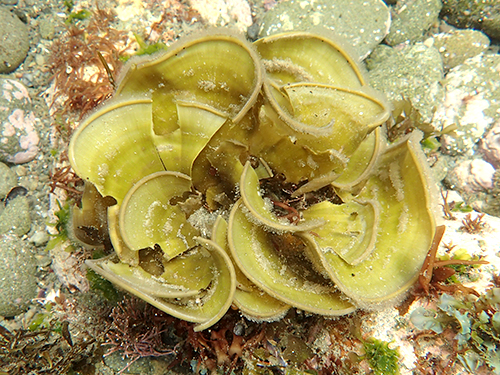 ウミウチワ Padina arborescens