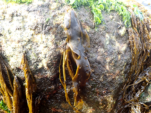 セイヨウハバノリ Petalonia fascia