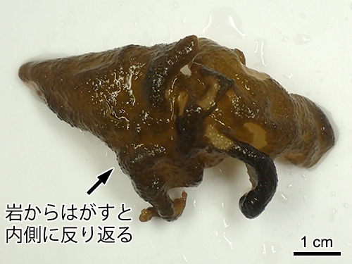 シワノカワ Petrospongium rugosum