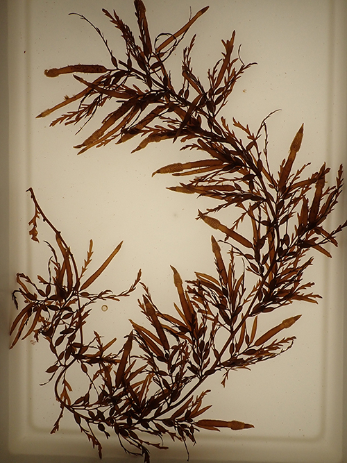 シダモク Sargassum filicinum