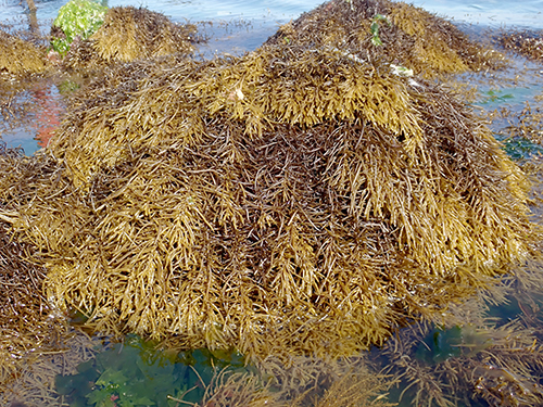 ヒジキ Sargassum fusiforme