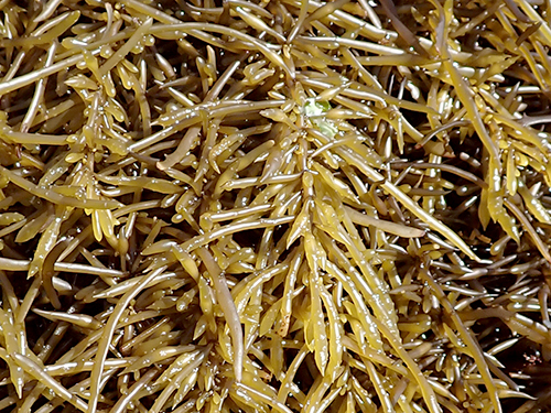 ヒジキ Sargassum fusiforme