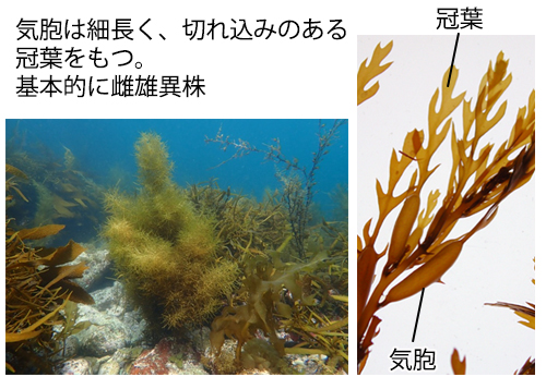 アカモク Sargassum horneri