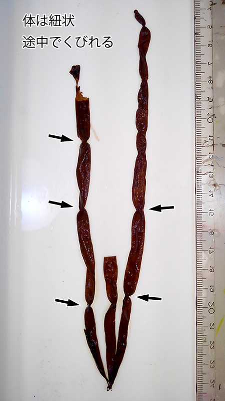 カヤモノリ Scytosiphon lomentaria