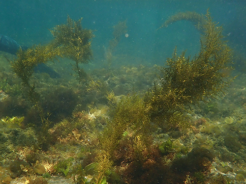 タマハハキモク Sargassum muticum