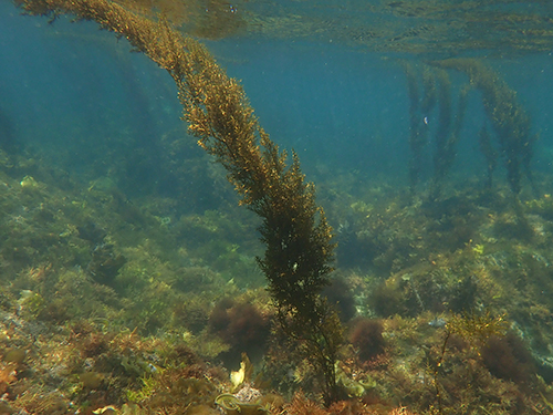 タマハハキモク Sargassum muticum