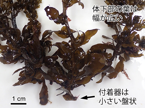 タマハハキモク Sargassum muticum