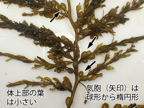 タマハハキモク Sargassum muticum