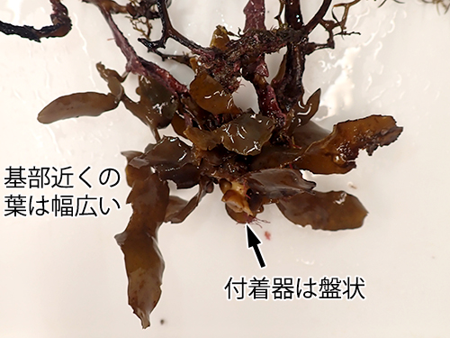 ヨレモクモドキ Sargassum yamamotoi