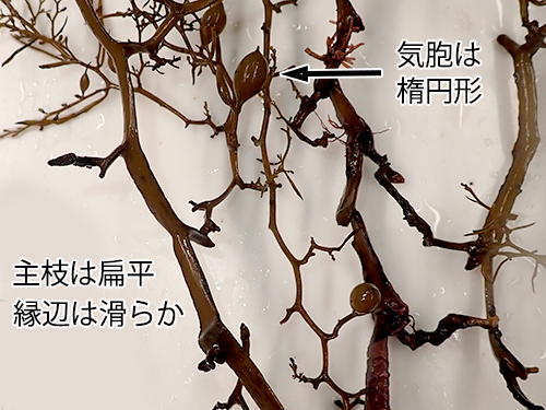 ヨレモクモドキ Sargassum yamamotoi