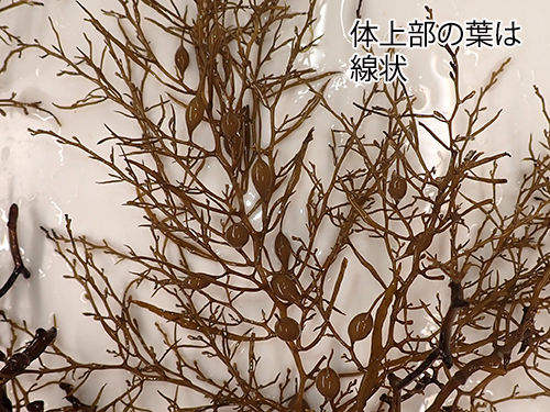 ヨレモクモドキ Sargassum yamamotoi