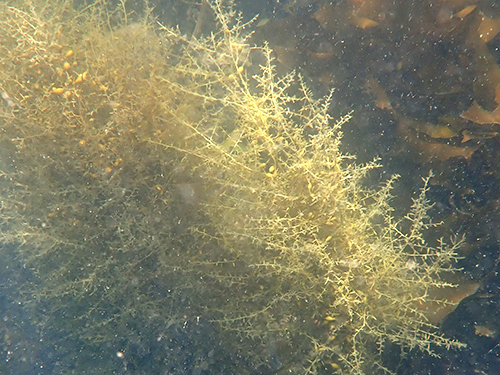 ヨレモクモドキ Sargassum yamamotoi