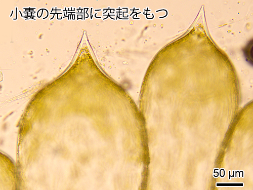 ミル Codium fragile