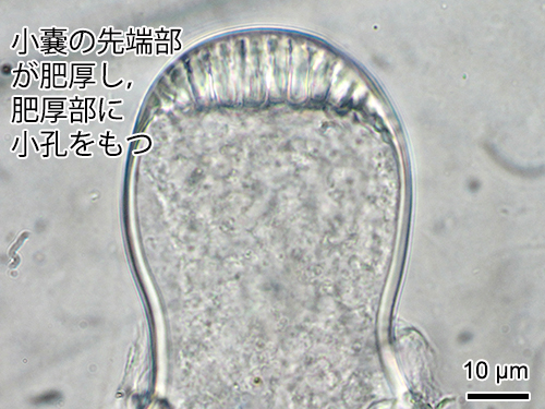 ハイミルモドキ Codium hubbsii