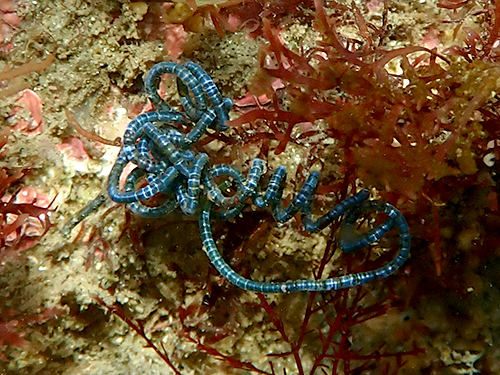 フトジュズモ Chaetomorpha spiralis