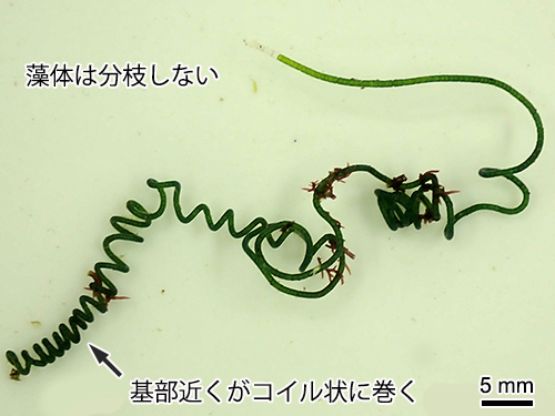 フトジュズモ Chaetomorpha spiralis