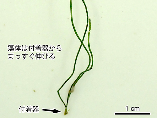 フトジュズモ Chaetomorpha spiralis