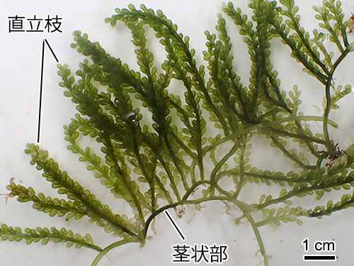 フサイワヅタ Caulerpa okamurae