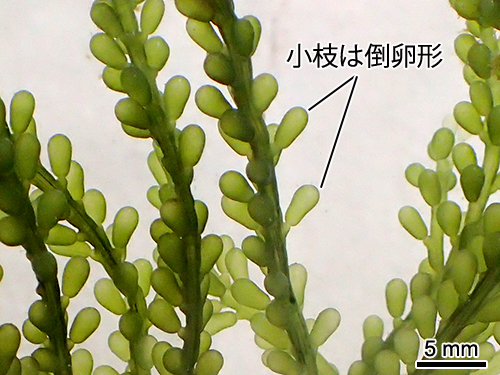 フサイワヅタ Caulerpa okamurae