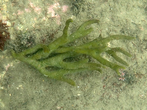 クロミル Codium subtubulosum